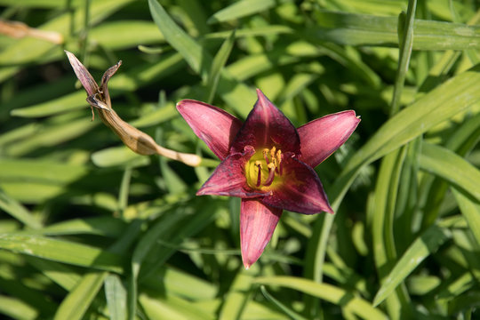 Nature's glory