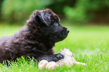 portrait of a cute Old German Shepherd puppy with a soft toy