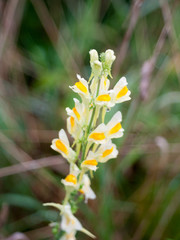 close up of growing orange and yellow delicate plant uk wild beautiful growing wild flower summer Linaria vulgaris