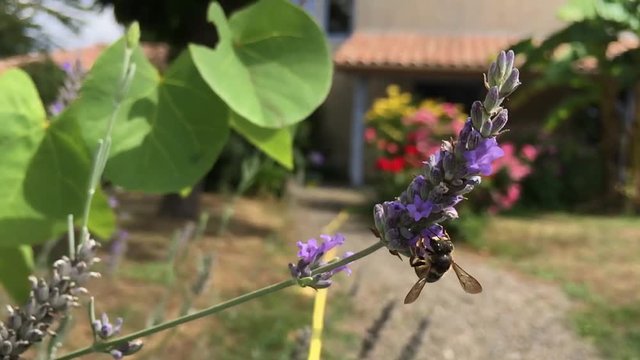 Wild bees collecting pollen from garden lavender flowers