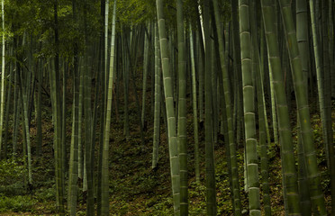 Bamboo forest