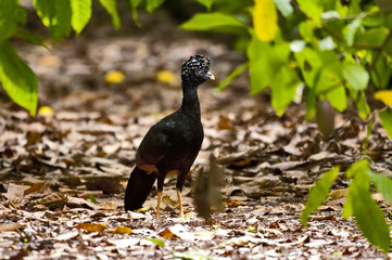 Mutum-de-bico-vermelho Fêmea (Crax blumenbachii) | Red-billed Curassow Female  fotografado em Linhares, Espírito Santo -  Sudeste do Brasil. Bioma Mata Atlântica.