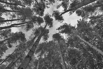 Trees at Minsteracres Retreat, County Durham