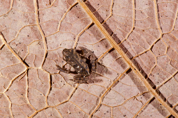 Sapo pequeno (Anfíbio) | Frog  fotografado em Linhares, Espírito Santo -  Sudeste do Brasil. Bioma Mata Atlântica.