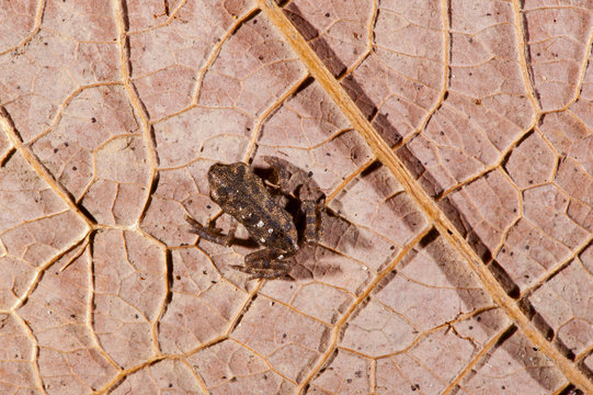 Sapo pequeno (Anf&iacute;bio) | Frog  fotografado em Linhares, Esp&iacute;rito Santo -  Sudeste do Brasil. Bioma Mata Atl&acirc;ntica.