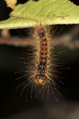 Gypsy moth caterpillar on leaf in Somers, Connecticut.