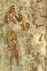 Gypsy moth cocoons on tree bark in Somers, Connecticut.