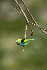 Saíra-sete-cores (Tangara seledon) | Green-headed Tanager  fotografado em Linhares, Espírito Santo -  Sudeste do Brasil. Bioma Mata Atlântica.