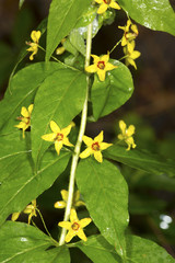 Yellow flowers of whorled loosetrife on Mt. Sunapee, New Hampshire.