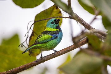 Saíra-sete-cores (Tangara seledon) | Green-headed Tanager  fotografado em Linhares, Espírito Santo -  Sudeste do Brasil. Bioma Mata Atlântica.