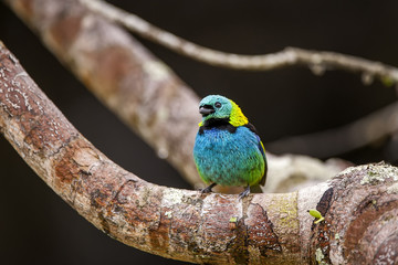 Saíra-sete-cores (Tangara seledon) | Green-headed Tanager  fotografado em Linhares, Espírito Santo -  Sudeste do Brasil. Bioma Mata Atlântica.