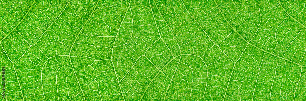 Poster horizontal green leaf texture for pattern and background
