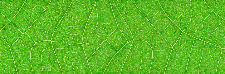 horizontal green leaf texture for pattern and background