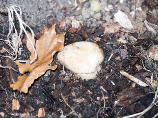 close up of small soft white mushroom fungi cap head on ground