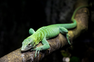 SCALES!