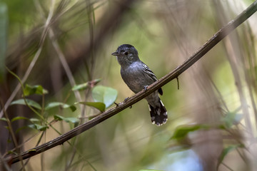 Choca-de-sooretama (Thamnophilus ambiguus) | Sooretama Slaty-Antshrike  fotografado em Linhares, Espírito Santo -  Sudeste do Brasil. Bioma Mata Atlântica.