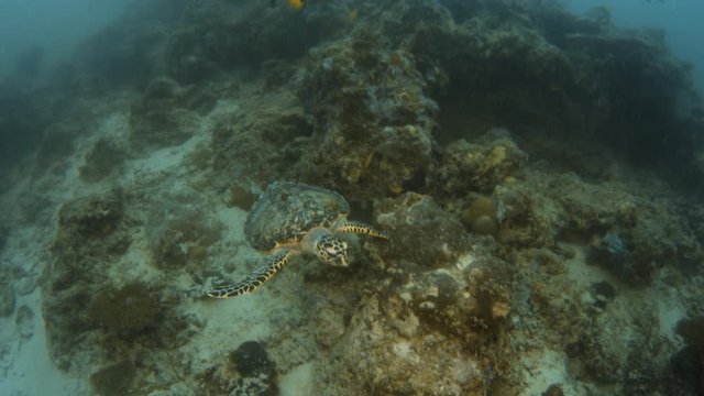 A full shot of a turtle swimming underwater. Tracking shot of the turtle's movement