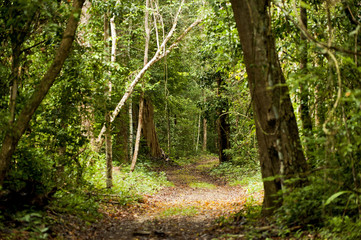 Fototapeta na wymiar Trilha na Floresta (Paisagem) | Trail in the forest fotografado em Linhares, Espírito Santo - Sudeste do Brasil. Bioma Mata Atlântica.