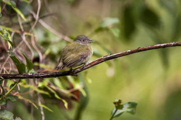 Cabeça-branca Fêmea (Dixiphia pipra) | White-crowned Manakin Female  fotografado em Linhares, Espírito Santo -  Sudeste do Brasil. Bioma Mata Atlântica.
