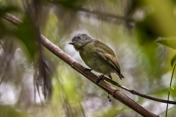 Cabeça-branca Fêmea (Dixiphia pipra) | White-crowned Manakin Female  fotografado em Linhares, Espírito Santo -  Sudeste do Brasil. Bioma Mata Atlântica.