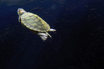 Turtle