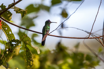 Beija-flor-de-fronte-violeta (Thalurania glaucopis) | Violet-capped Woodnymph  fotografado em Linhares, Espírito Santo -  Sudeste do Brasil. Bioma Mata Atlântica.