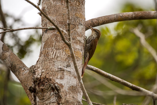 Arapaçu-escamado (Lepidocolaptes squamatus) | Scaled Woodcreeper  fotografado em Linhares, Espírito Santo -  Sudeste do Brasil. Bioma Mata Atlântica.