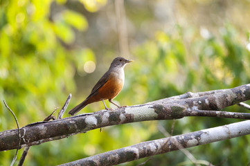 Sabiá-laranjeira (Turdus rufiventris) | Rufous-bellied Thrush  fotografado em Linhares, Espírito Santo -  Sudeste do Brasil. Bioma Mata Atlântica.