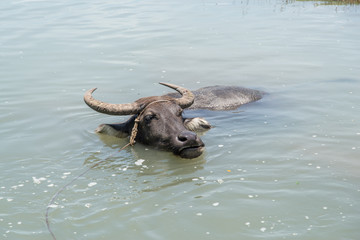 Obraz premium water buffalo in the river