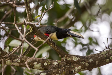 Araçari-de-bico-branco (Pteroglossus aracari) | Black-necked Aracari  fotografado em Linhares, Espírito Santo -  Sudeste do Brasil. Bioma Mata Atlântica.