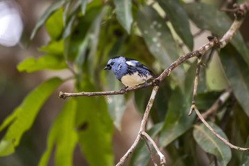 Obraz premium Cambada-de-chaves (Tangara brasiliensis) | White-bellied Tanager fotografado em Linhares, Espírito Santo - Sudeste do Brasil. Bioma Mata Atlântica.