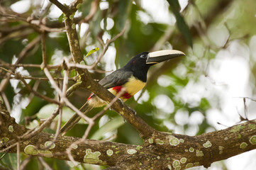 Araçari-de-bico-branco (Pteroglossus aracari) | Black-necked Aracari  fotografado em Linhares, Espírito Santo -  Sudeste do Brasil. Bioma Mata Atlântica.