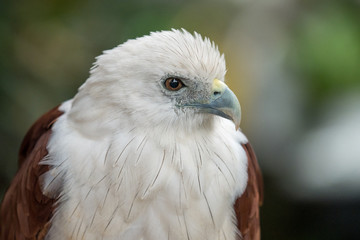 close up eagle