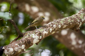 Sanhaçu-do-coqueiro (Tangara palmarum) | Palm Tanager  fotografado em Linhares, Espírito Santo -  Sudeste do Brasil. Bioma Mata Atlântica.