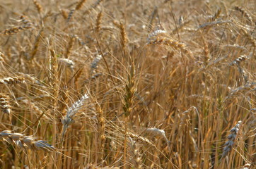 Wheat field close up of grains - Wheat crop field nearby a city (Banska Bystrica Slovakia)

