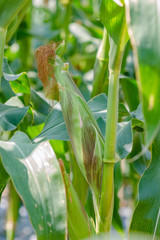 Corn in the corn field
