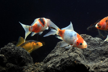 Koi fish