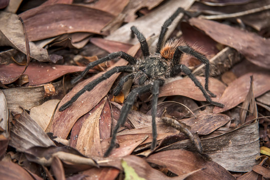Aranha-caranguejeira (Theraphosidae) | Tarantula  fotografado em Linhares, Espírito Santo -  Sudeste do Brasil. Bioma Mata Atlântica.