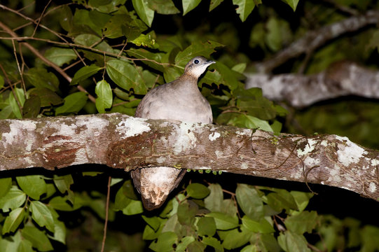 Macuco (Tinamus solitarius) | Solitary Tinamou  fotografado em Linhares, Espírito Santo -  Sudeste do Brasil. Bioma Mata Atlântica.