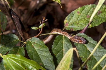 Serpente-olho-de-gato-anelada (Leptodeira annulata) | Banded cat-eyed snake  fotografado em Linhares, Espírito Santo -  Sudeste do Brasil. Bioma Mata Atlântica.