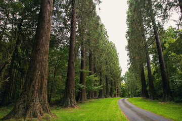 Obraz premium Redwoods and other amazing trees at Minsteracres, Northumberland
