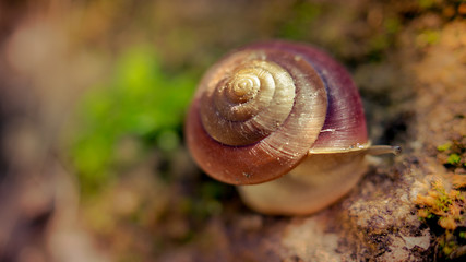 snail with dreamy background