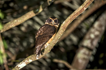 Murucututu-de-barriga-amarela (Pulsatrix koeniswaldiana) | Tawny-browed Owl  fotografado em Linhares, Espírito Santo -  Sudeste do Brasil. Bioma Mata Atlântica.