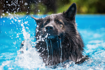 Old German Shepherd dog swims in a swimming pool