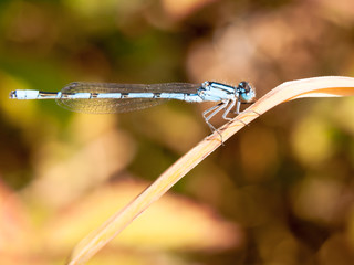 common blue damselfly Enallagma cyathigerum seen from side on reed