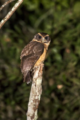 Murucututu-de-barriga-amarela (Pulsatrix koeniswaldiana) | Tawny-browed Owl  fotografado em Linhares, Espírito Santo -  Sudeste do Brasil. Bioma Mata Atlântica.
