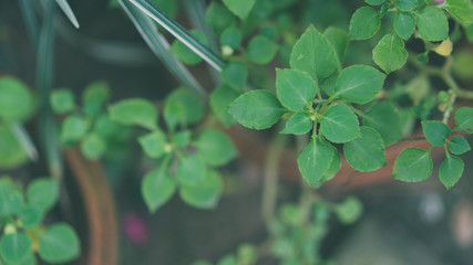 Green Leaves Branches