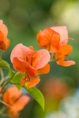 Bougainvillea flower in garden
