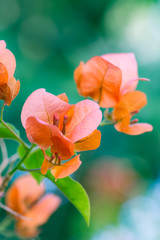 Bougainvillea flower in garden

