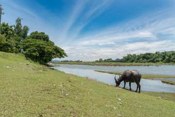 water buffalo stand at grassland